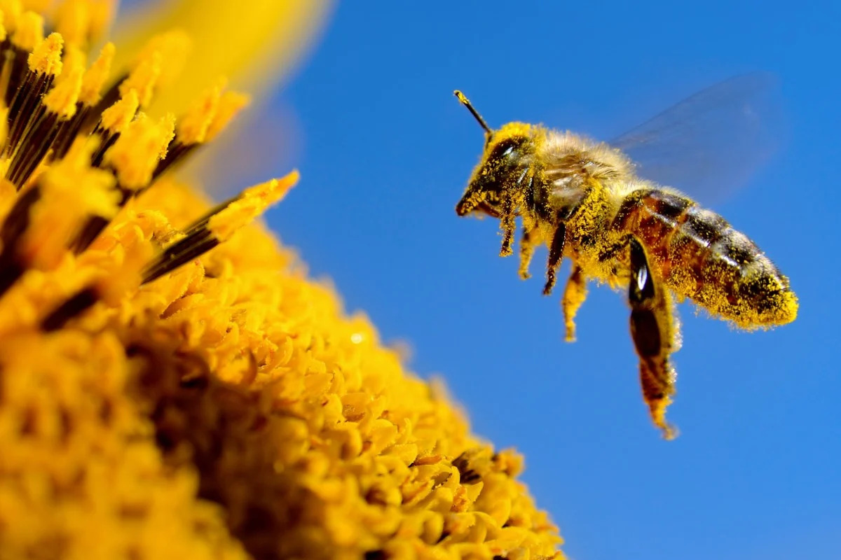 Kineski naučnici su stvorili kiborg pčelu sa najlakšim kontrolerom mozga na svetu za koju kažu da će pomoći u potrazi za preživelima u ruševinama zemljotresa. Foto: Shutterstock Images